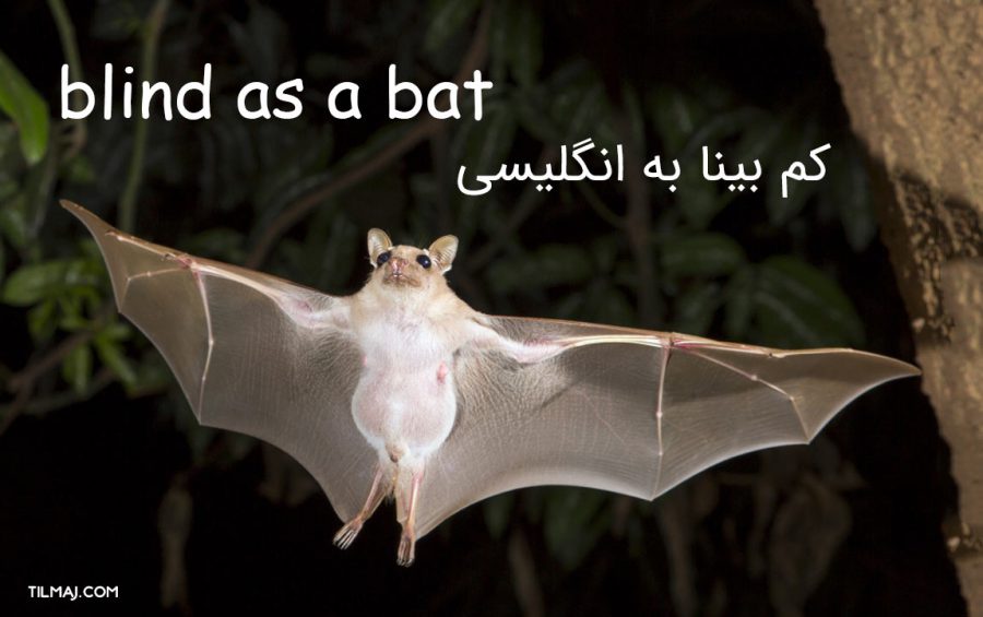 کم بینا به انگلیسی [ مثال + عکس + مترادف ] تیلماج