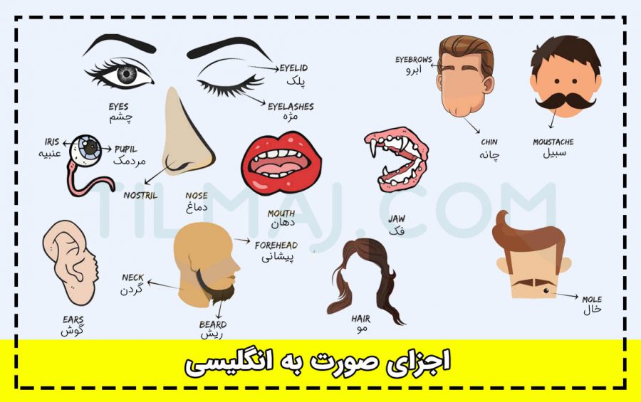 اعضای داخلی بدن به انگلیسی [